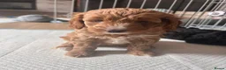 Cockapoo dogs for sale: 2 Cockapoo pups  - Advert 4