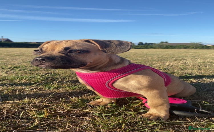 Mixed Breed dogs - Advert 1