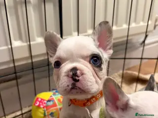 French Bulldog dogs LAST MALE LEFT beautiful KC reg French Bulldog - Advert 1