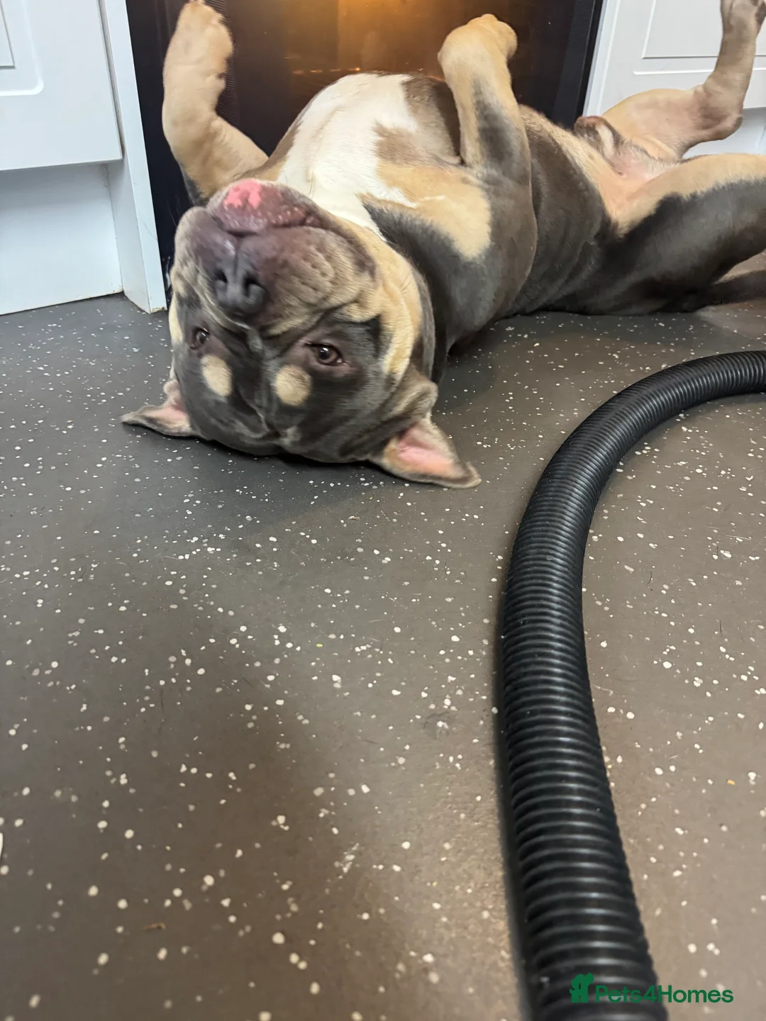 American Bully dogs for stud: Rollo American pocket bully for stud  - Advert 4