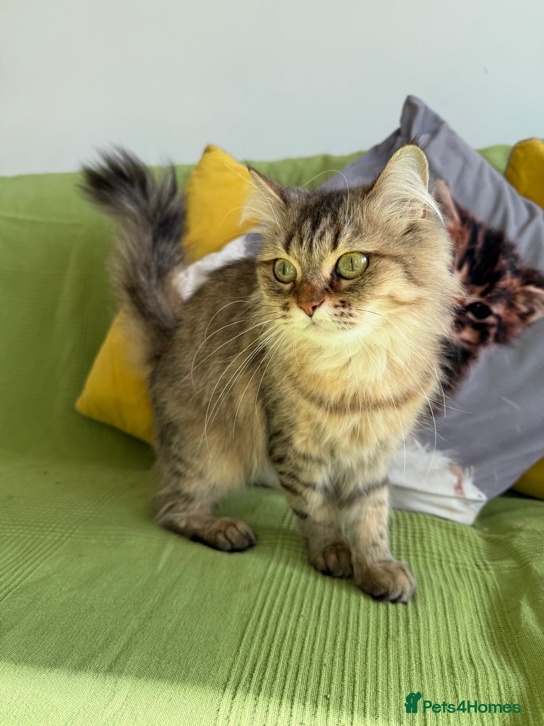 British Longhair cats for sale: British Longhair Cat - Image 7