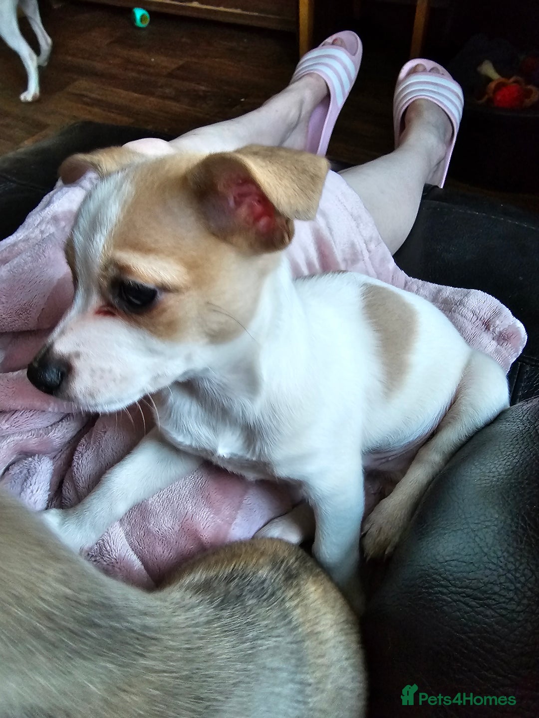 Pomchi dogs for sale: Chihuahua cross puppies  - Advert 3