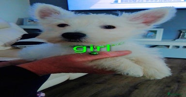 West Highland Terrier dogs - Advert 5
