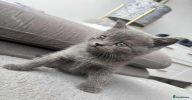 British Shorthair cats - Advert 3