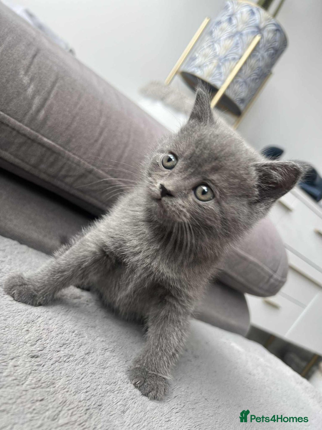British Shorthair cats for sale: British Shorthair kittens  - Image 4