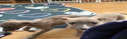 Whippet dogs for sale: KC reg Whippet pups fully inoculated ready now! - Advert 14