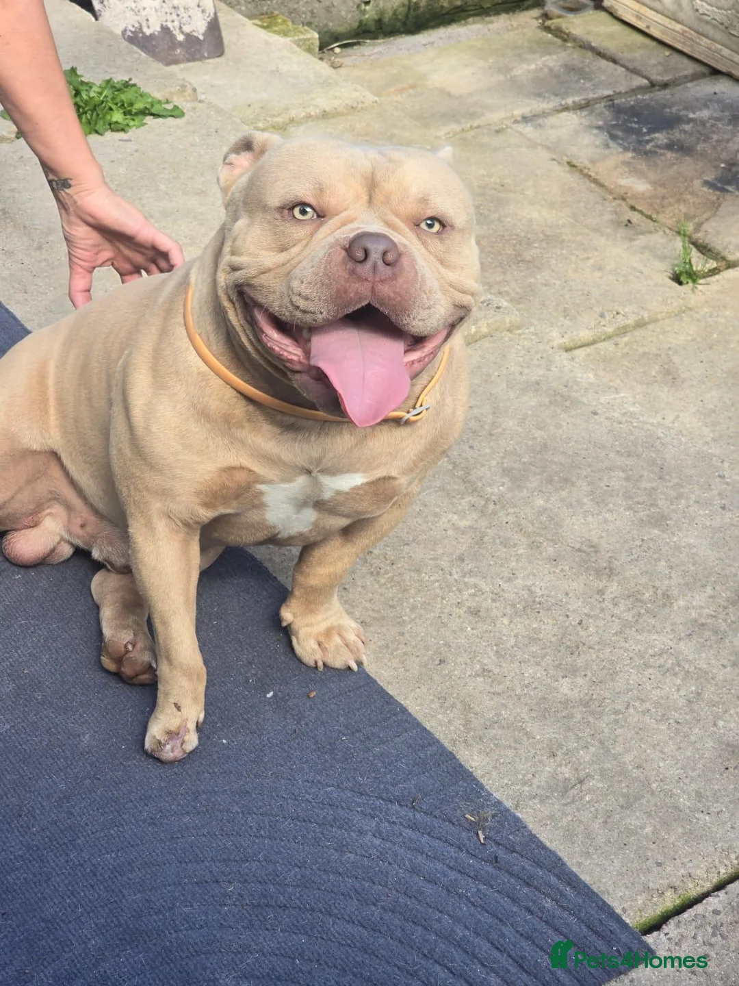 American Bully dogs for sale: boy pocket bully for sale in Cardiff - Advert 2