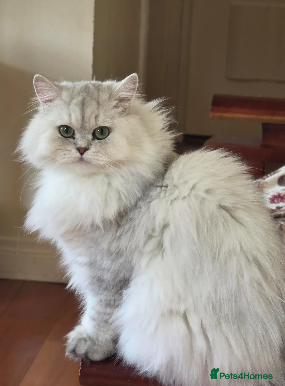Persian cats for sale: Gorgeous Persian girl  - Advert 1