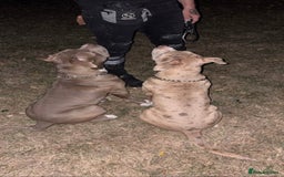 Mixed Breed dogs for sale: 2 puppies for sale  - Image 5