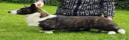 Welsh Corgi Cardigan dogs for sale: Three stunning puppies of Welsh Corgi Cardigan - Advert 4
