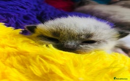 Ragdoll cats for sale: Ragdoll kittens  - Image 15