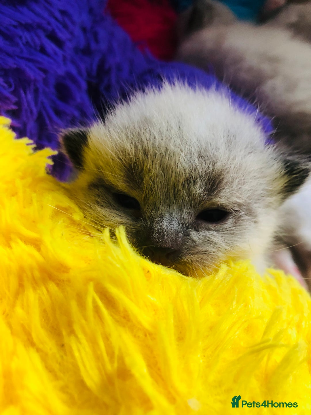 Ragdoll cats for sale: Ragdoll kittens  - Image 15