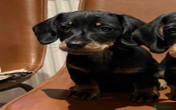 Dachshund dogs for sale: Standard Dachshund Puppy – Ready Now - Image 1