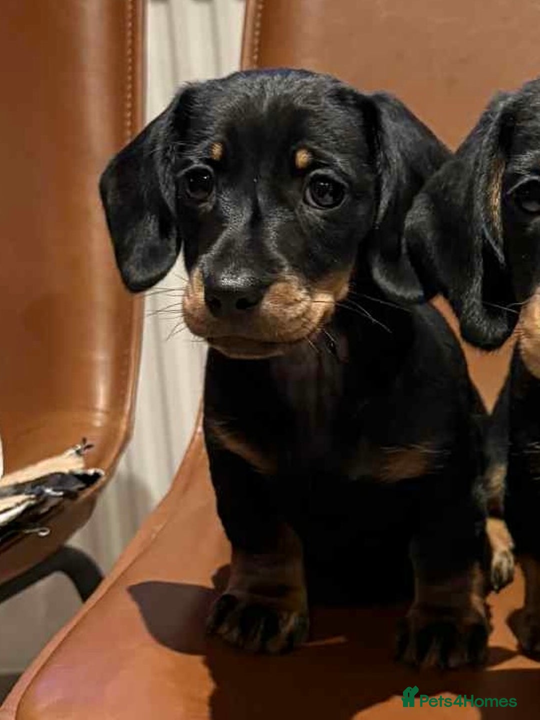 Dachshund dogs for sale: Standard Dachshund Puppy – Ready Now - Image 1