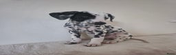 Dalmatian dogs for sale: Female dalmatian puppy - Advert 3