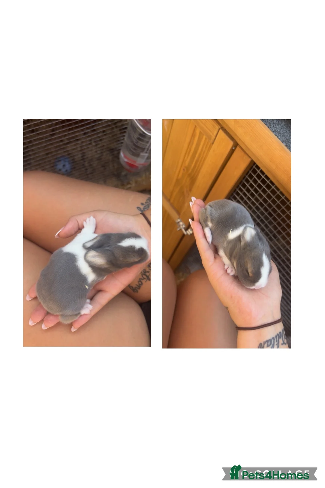 Mini Lop rabbits for sale: Mini lop mix genders - Advert 2