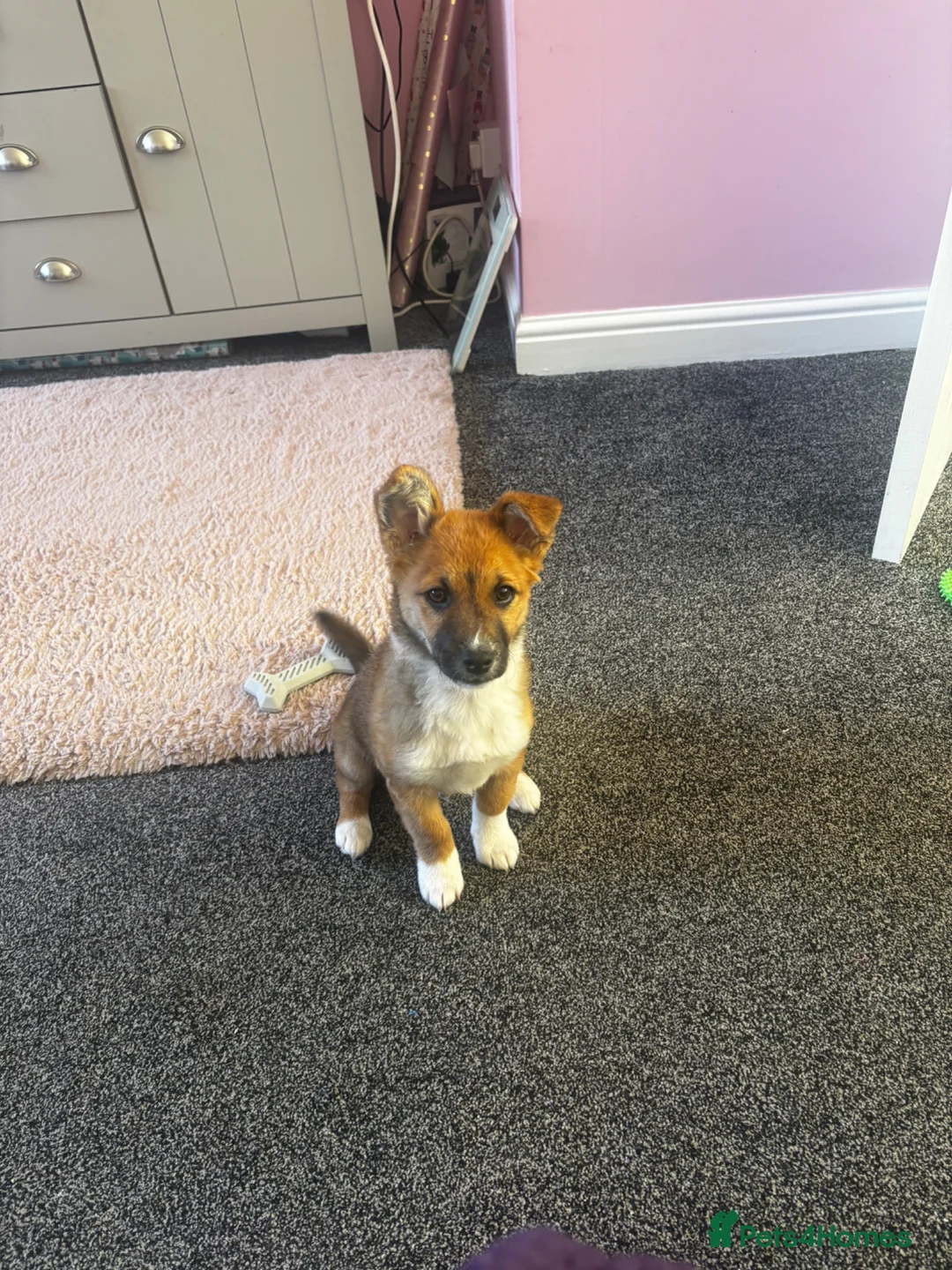 Jack Russell dogs for sale: Long haired Jack Russell  - Advert 2