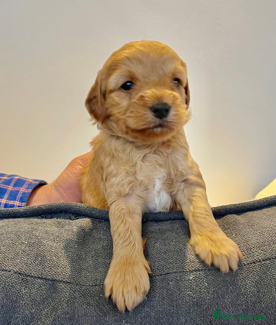 Jackapoo dogs for sale: Jackapoo Puppies - Advert 5