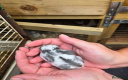 Mini Lop rabbits for sale: Stunning selection of mini lops ready for securing - Image 11