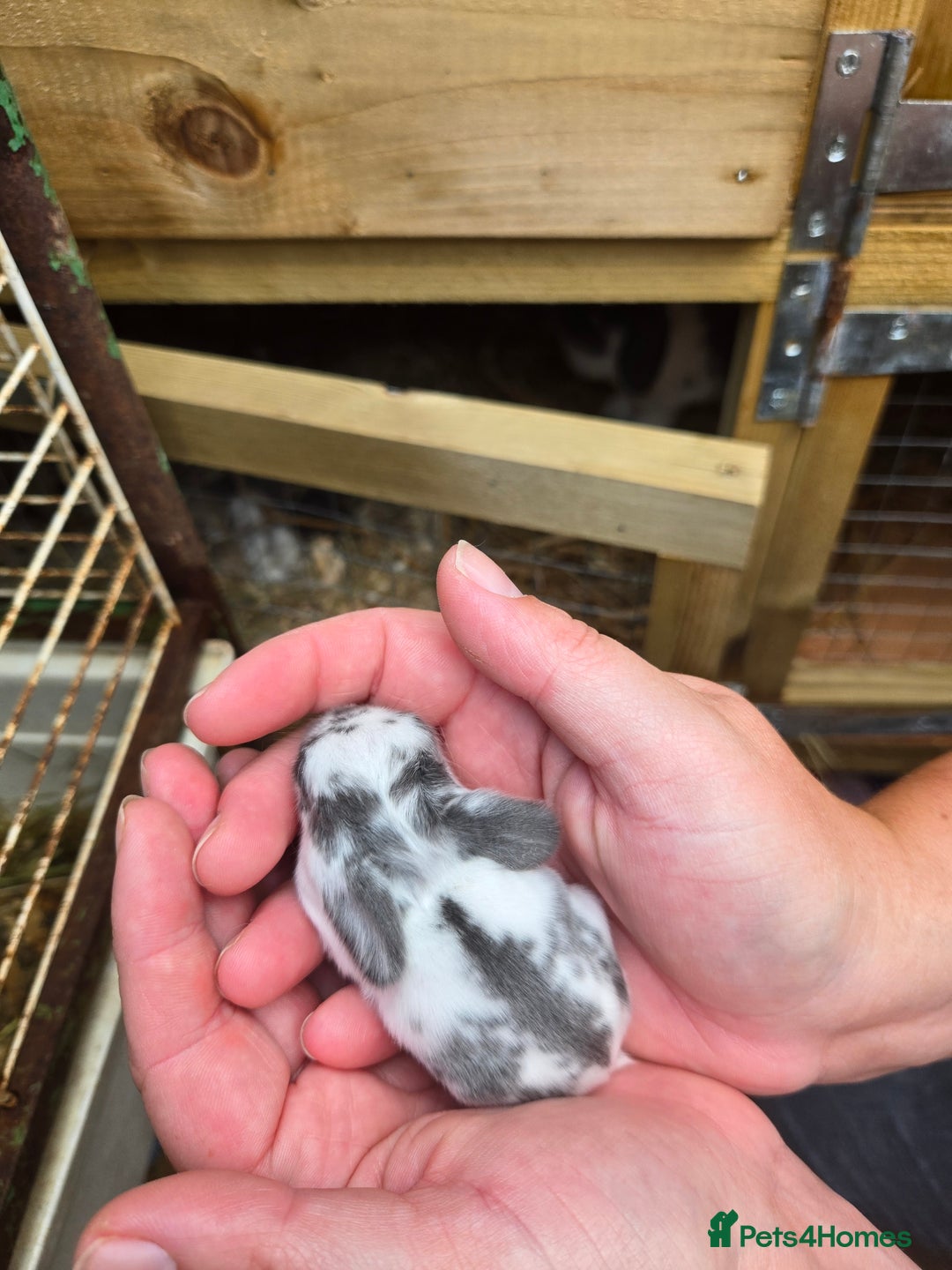 Mini Lop rabbits for sale: Stunning selection of mini lops ready for securing - Image 11