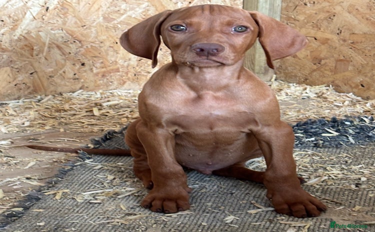 Hungarian Vizsla dogs - Advert 1