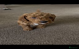Cockapoo dogs for sale: 4 f2 cockapoos 2 males 1 female  - Image 7