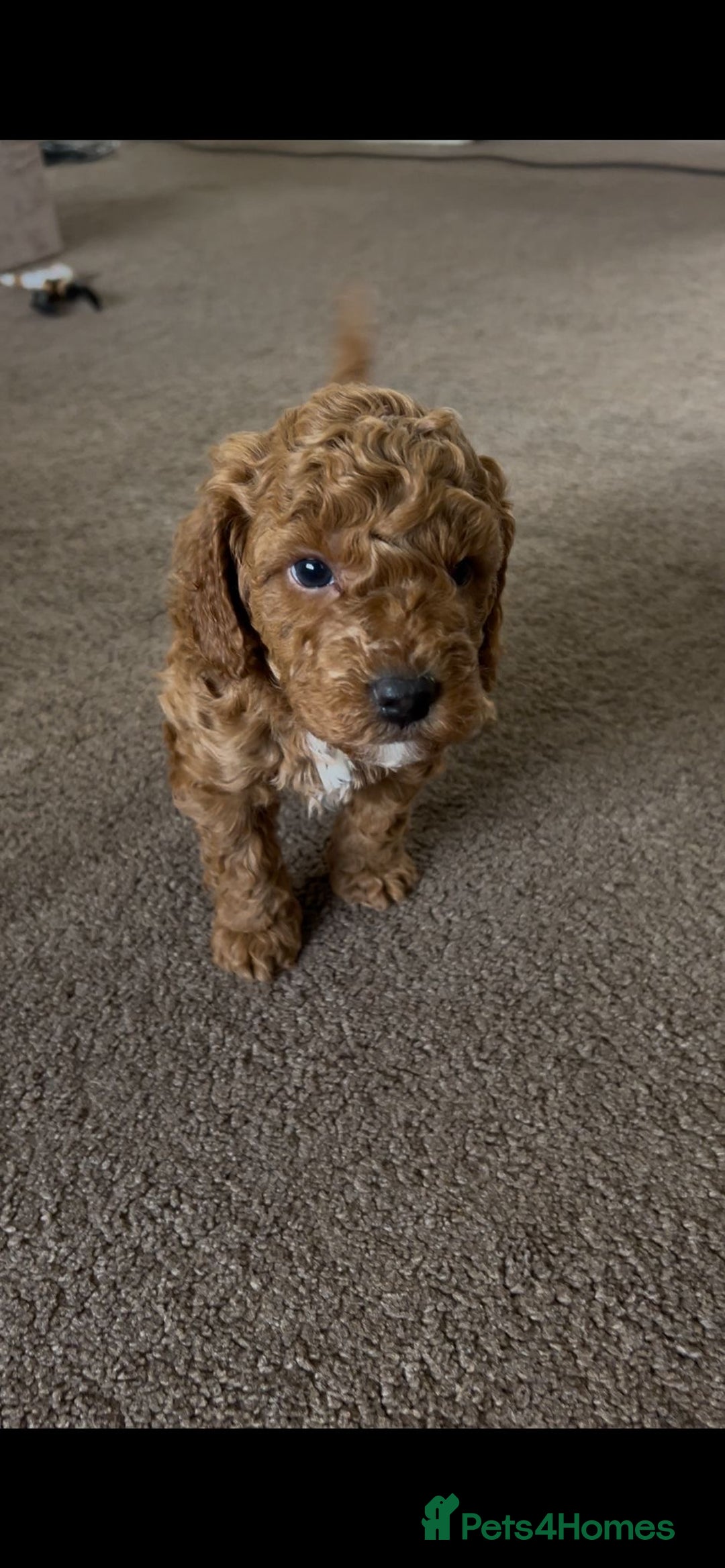 Cockapoo dogs for sale: 4 f2 cockapoos 2 males 1 female  - Image 7