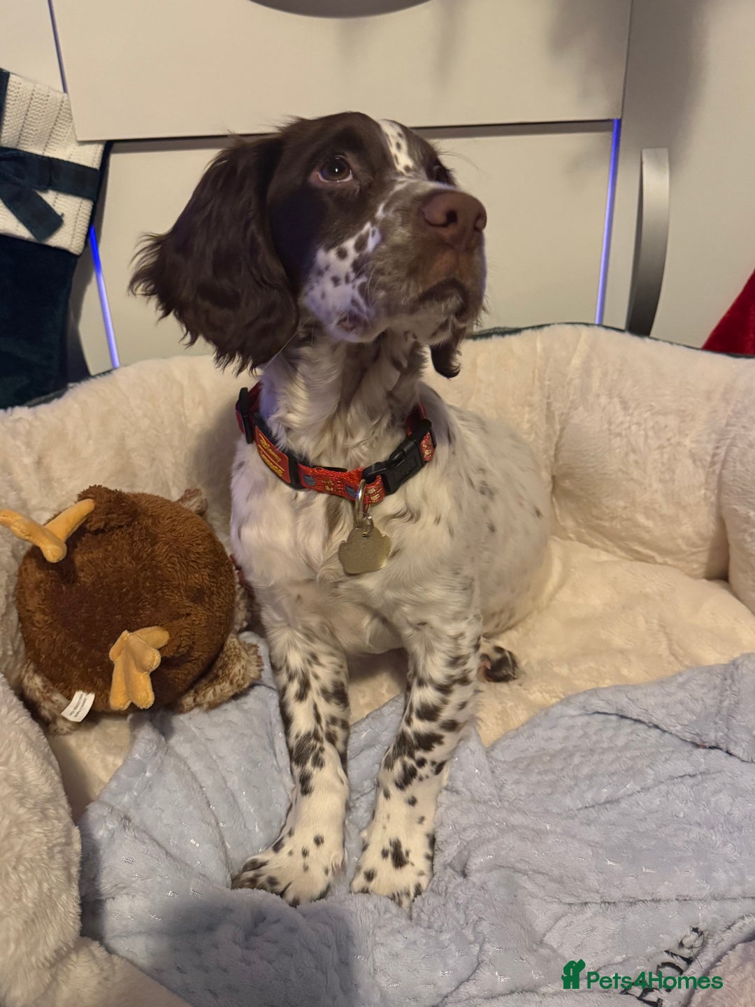 Sprocker dogs for sale: Sprocker spaniel - Advert 6