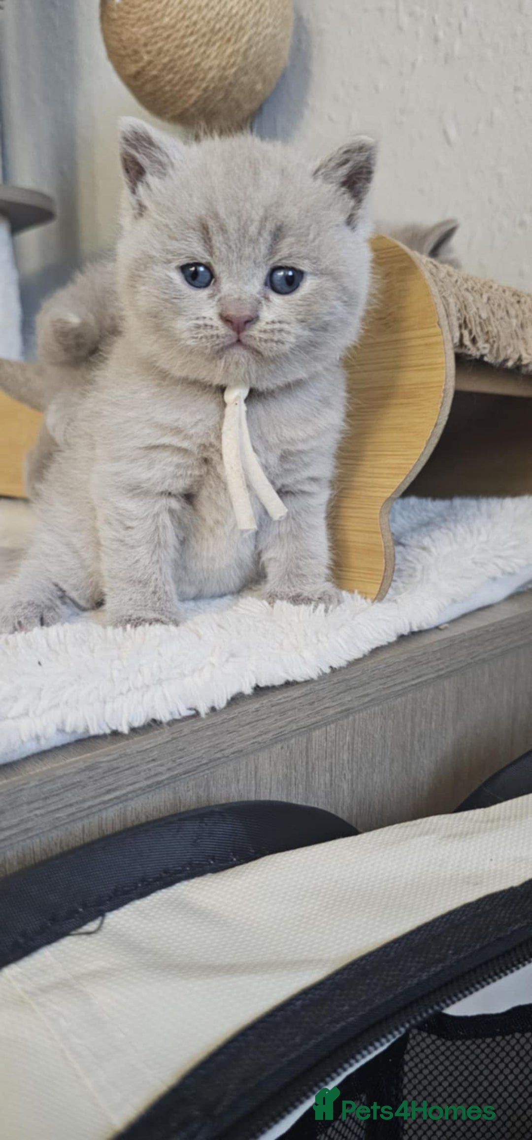 British Shorthair cats for sale: British Shorthair Kittens for Sale 🐾 - Advert 1