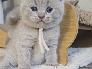 British Shorthair cats British Shorthair Kittens for Sale 🐾 - Advert 7