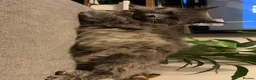 Mixed Breed cats for sale: maincoon mixed - Advert 8