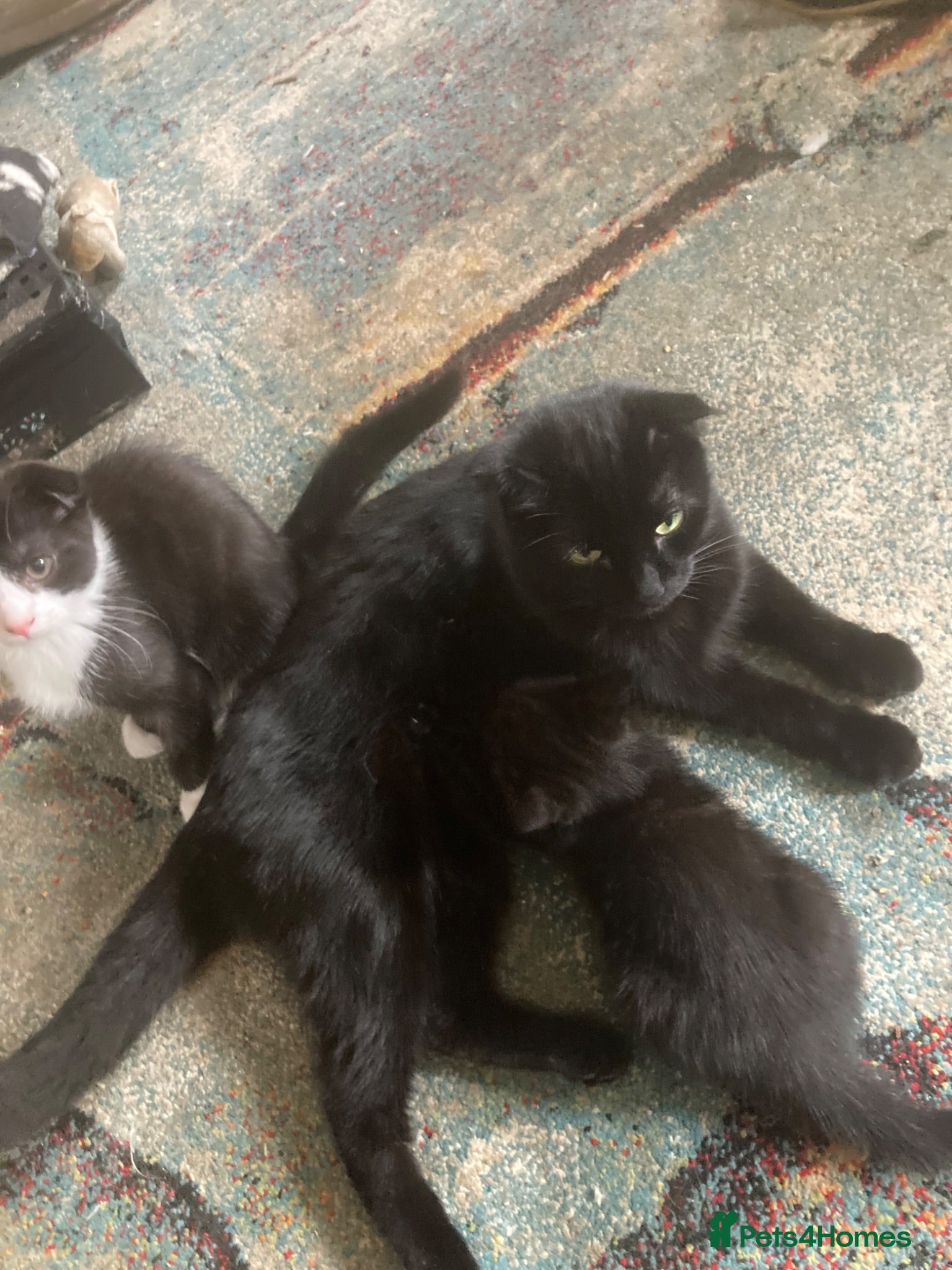 Scottish Fold cats Scottish folds for sale  - Advert 1