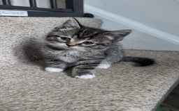 British Shorthair cats for sale: Beautiful British short hair  - Image 21