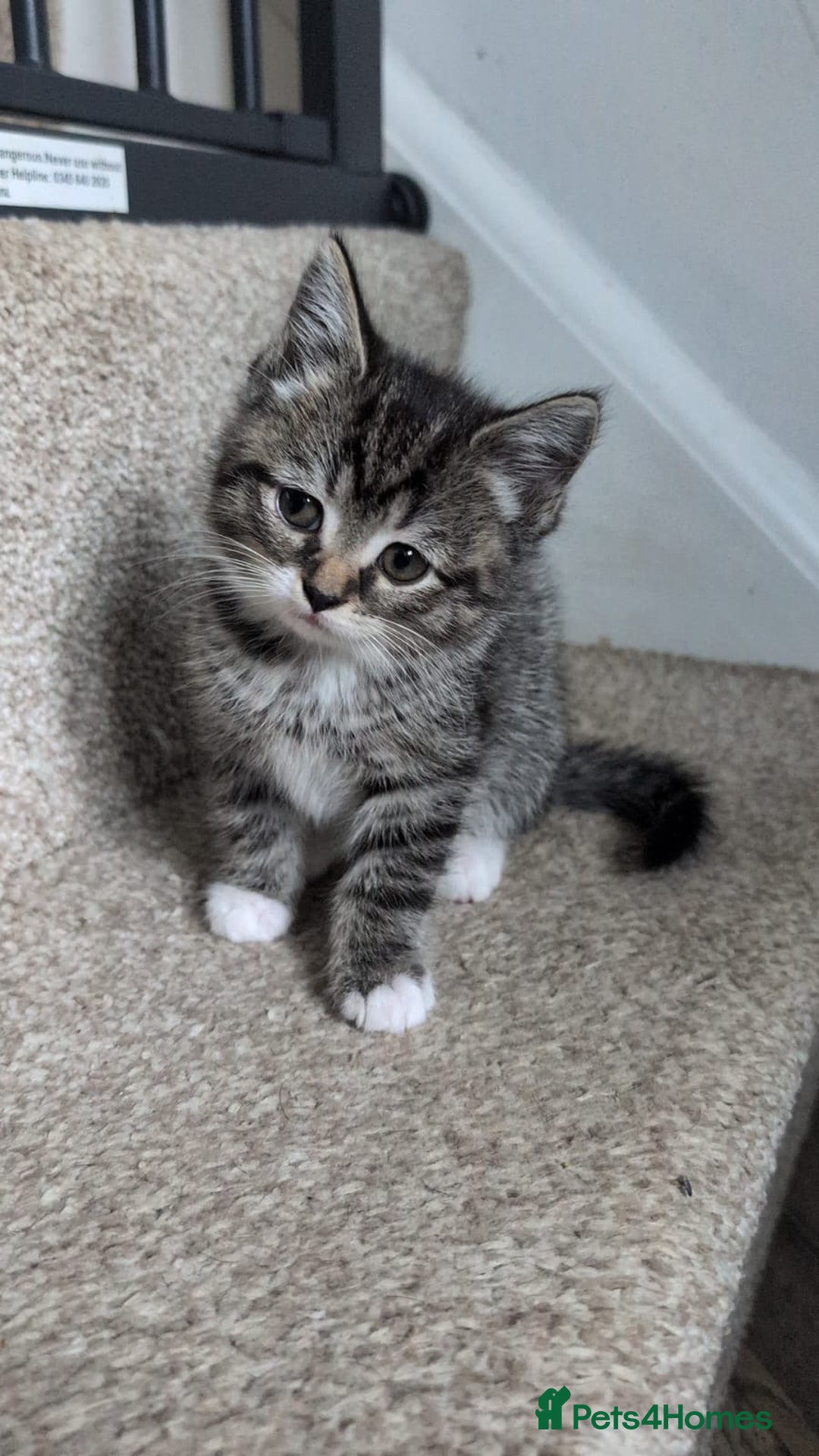 British Shorthair cats for sale: Beautiful British short hair  - Image 21