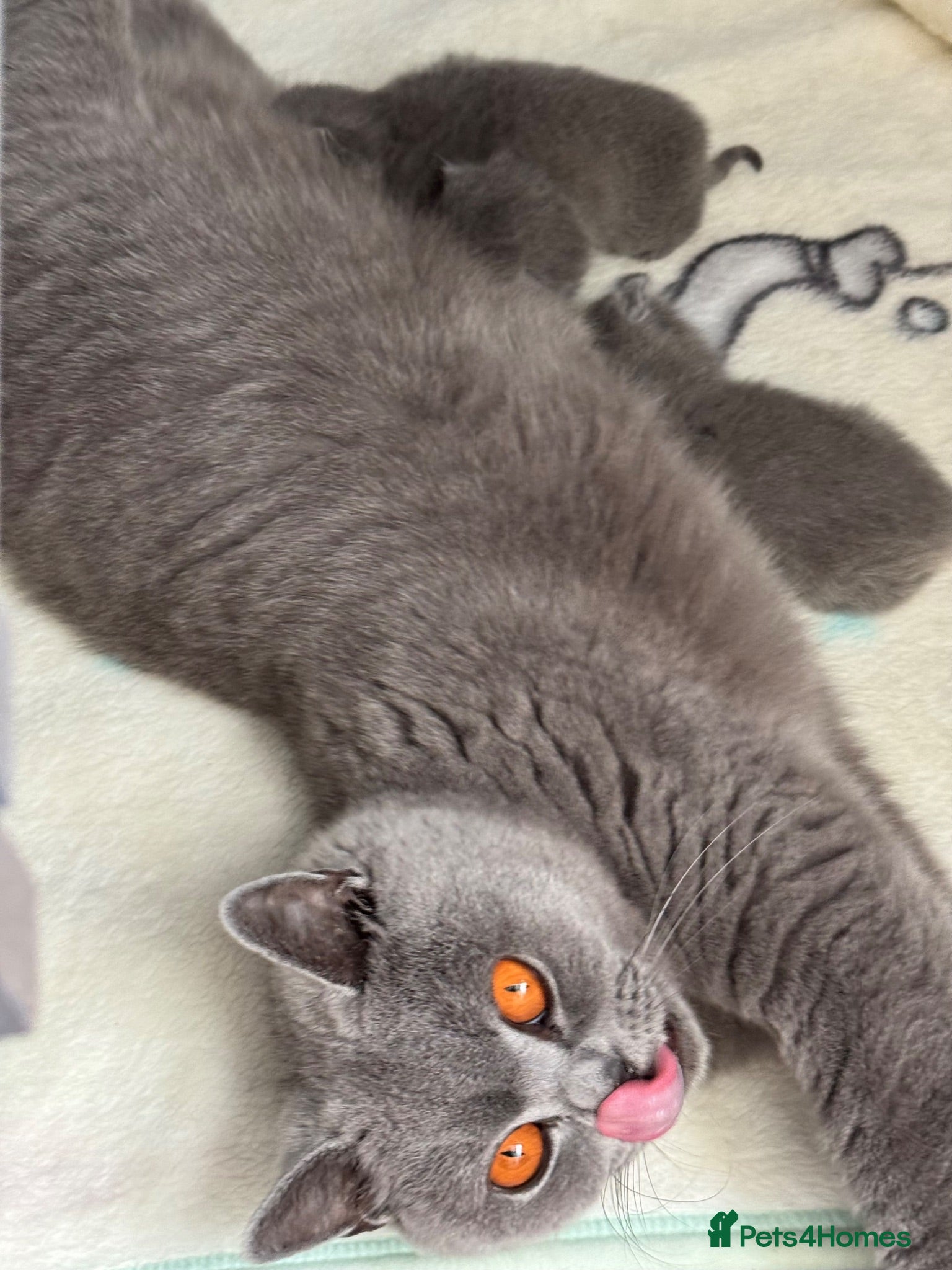British Shorthair cats Blue & Lilac Pedigree British Shorthair - Advert 1