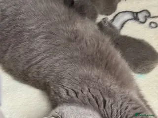 British Shorthair cats Blue & Lilac Pedigree British Shorthair - Advert 1