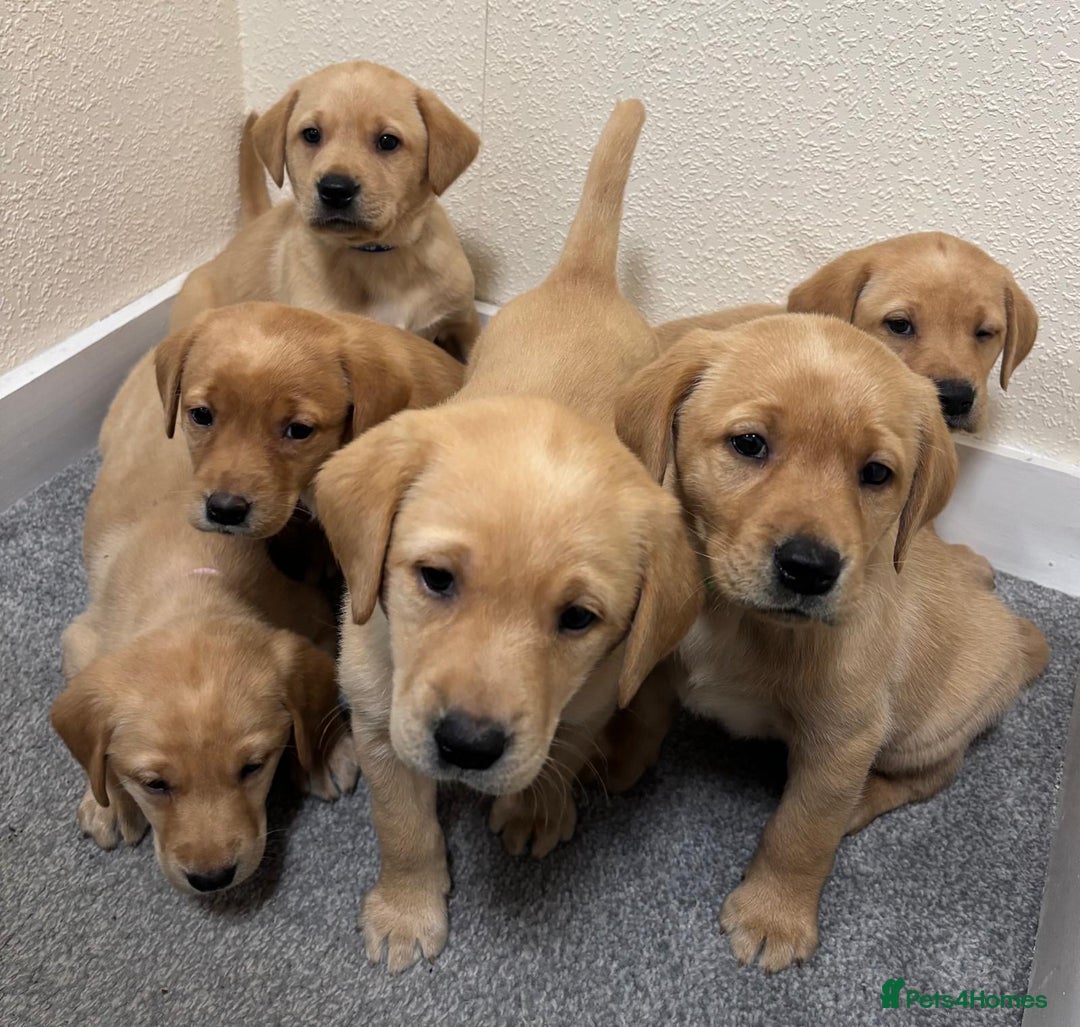 Labrador Retriever dogs for sale: Labrador puppies - Advert 15