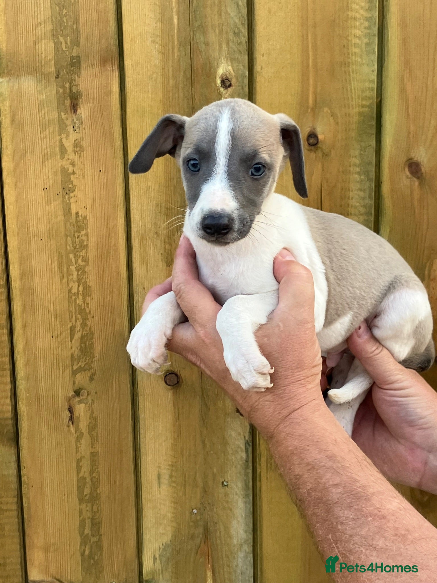 Mixed Breed dogs Italian greyhound whippet pups  - Advert 3
