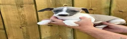 Mixed Breed dogs for sale: Italian greyhound whippet pups  - Advert 1