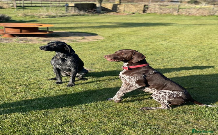 German Shorthaired Pointer dogs - Advert 1