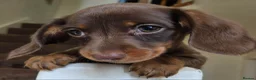 Miniature Dachshund dogs for sale: 6 gorgeous M Dachshunds - Advert 6