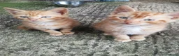 Mixed Breed cats for sale: Ginger Kittens for Sale in Ballymena - Advert 7