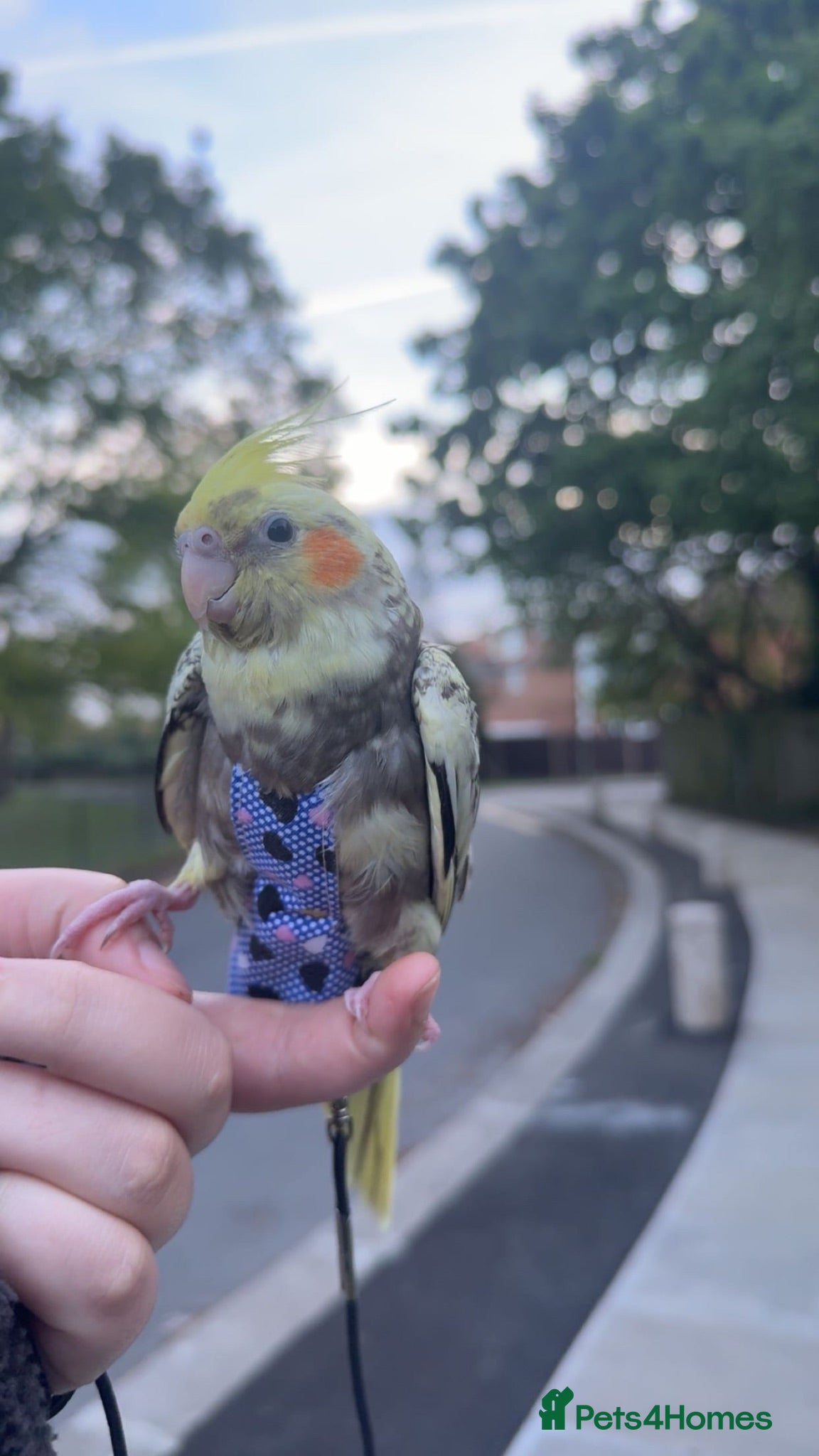 Cockatiels birds Hand-Tamed Cockatiel ❤️ - Advert 1