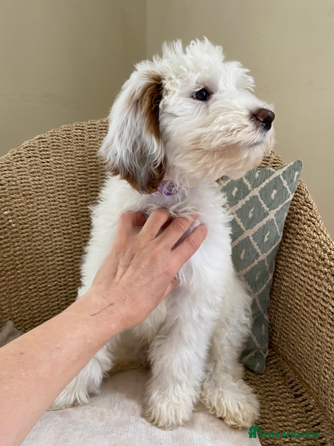 Double Doodle dogs for sale: Gorgeous Australian Double Doodle Pups - Image 10