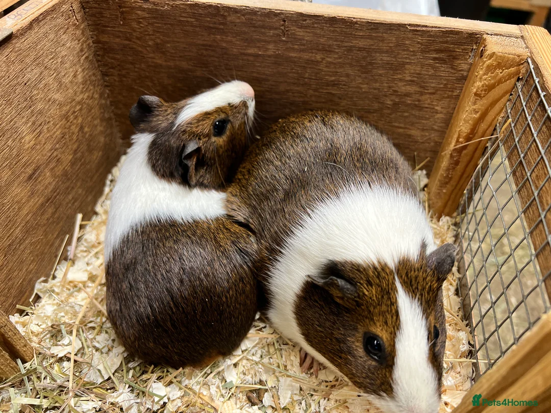 Guinea Pig rodents for sale: Pair of sow/girls - Advert 9