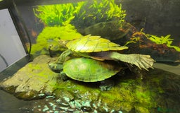 Turtle reptiles for sale: Mississippi Map Turtles - Image 9