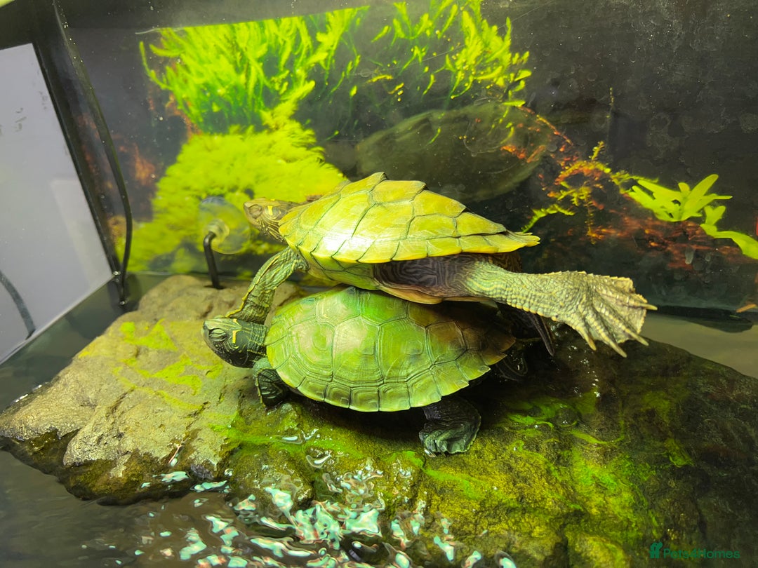 Turtle reptiles for sale: Mississippi Map Turtles - Image 9