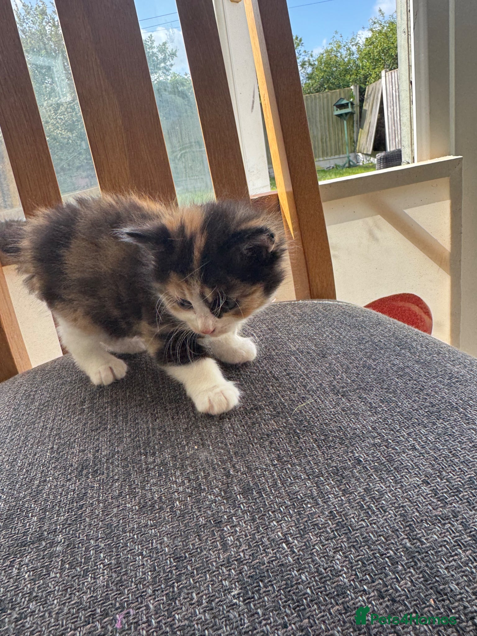 Mixed Breed cats Last girl left - Advert 1