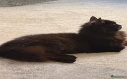 Mixed Breed cats for sale: Beautiful kittens for sale  - Image 2