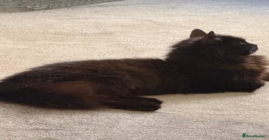 Mixed Breed cats - Advert 3